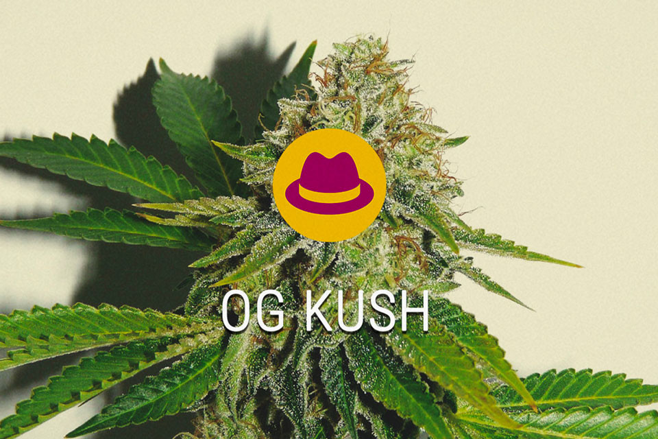 OG Kush Semi di Cannabis Femminizzati