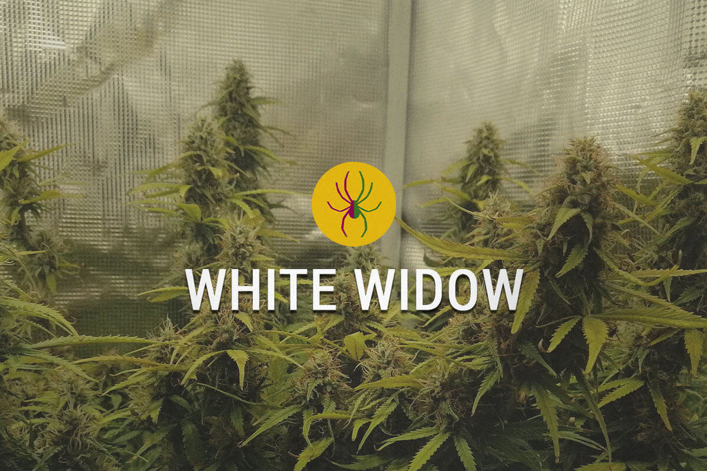 White Widow: L'Orgoglio Potente dei Paesi Bassi