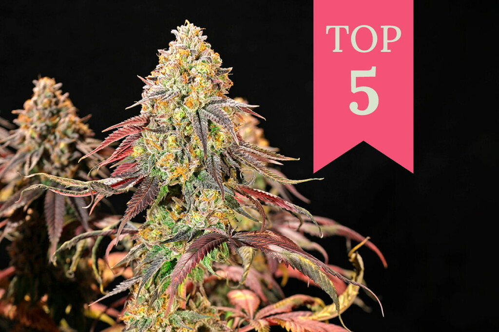 Le 5 Migliori Varietà di Cannabis da Coltivare Indoor nel 2025