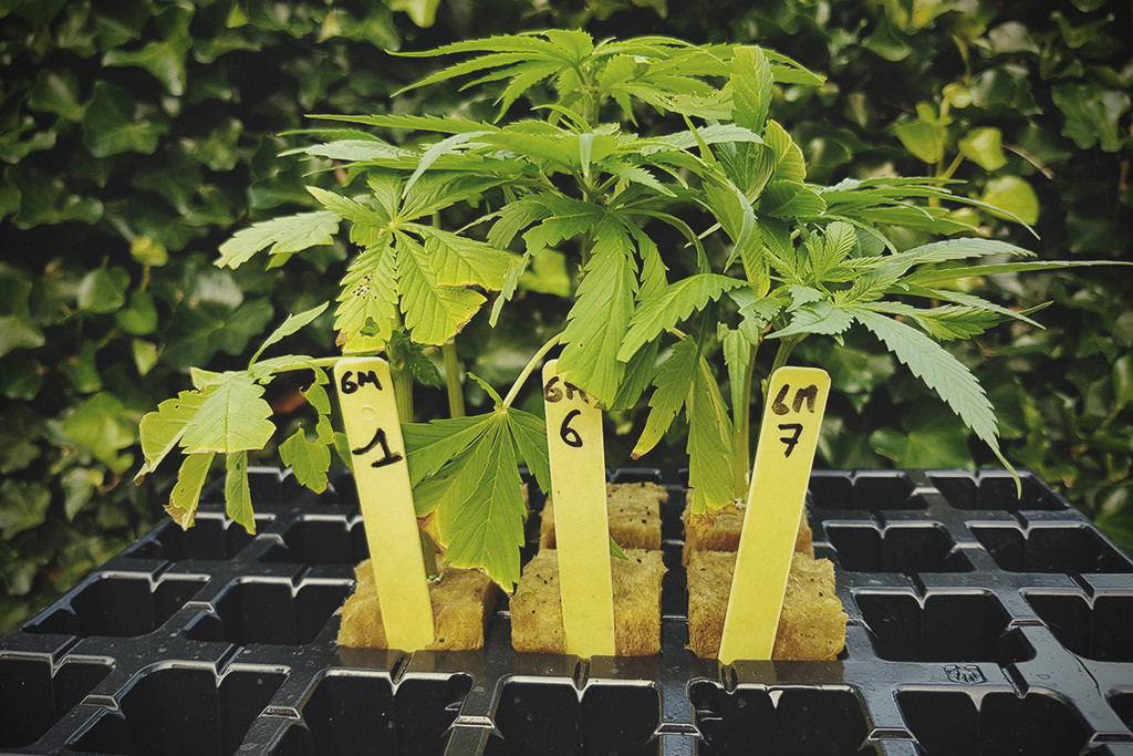 Conoscenze di Base sulla Cannabis: Genotipo e Fenotipo
