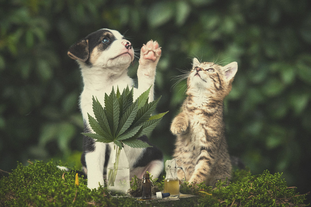 Cannabis Terapeutica per Cani e Gatti: Vale la Pena di Provarla?
