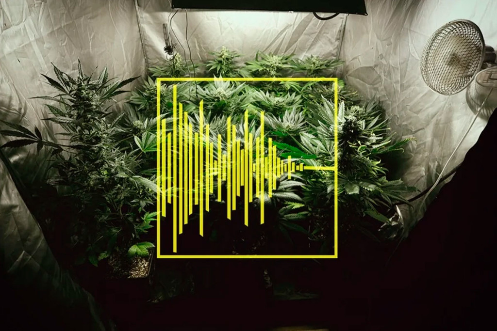 Consigli per ridurre il rumore in una grow room o box di cannabis
