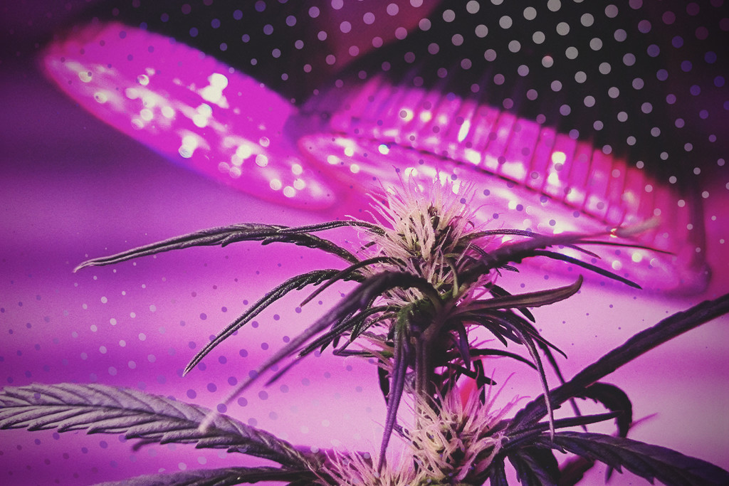 Come Sfruttare al Meglio le Luci a LED: 5 Consigli sulla Coltivazione LED della Cannabis