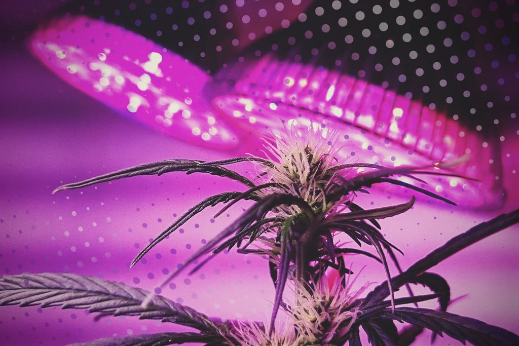 Come Sfruttare al Meglio le Luci a LED: 5 Consigli sulla Coltivazione LED  della Cannabis - RQS Blog