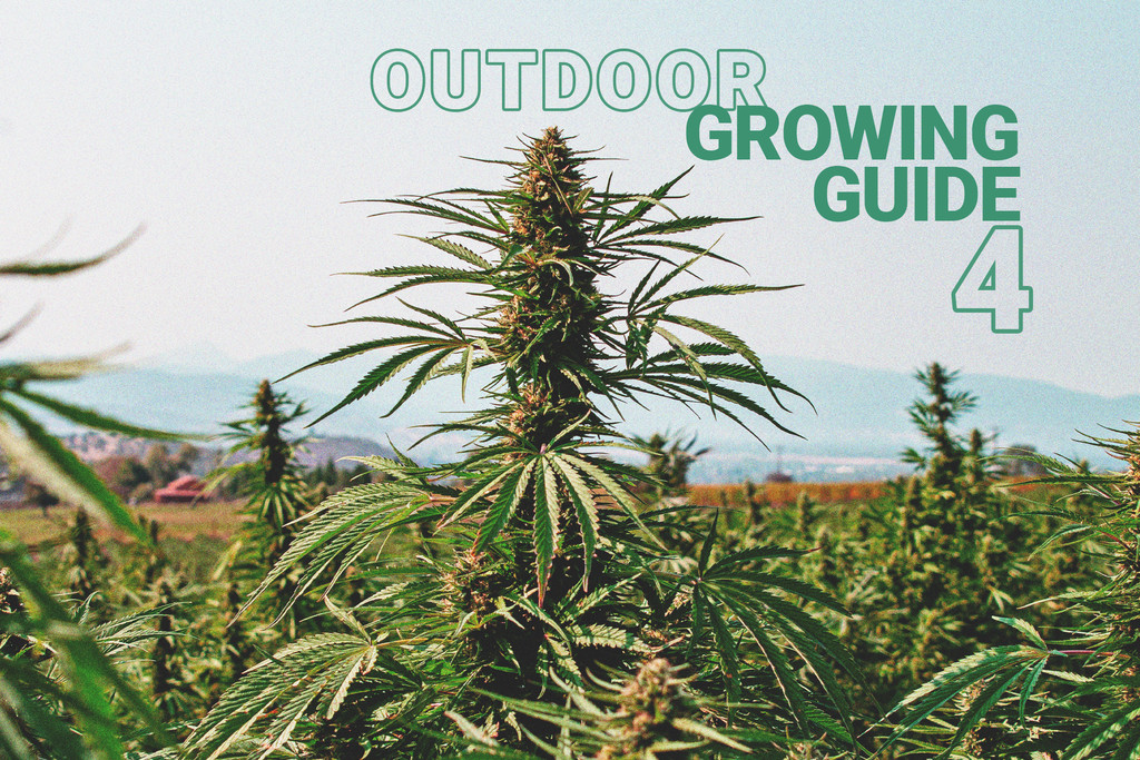 Le Basi della Coltivazione Outdoor della Cannabis (Parte 4)