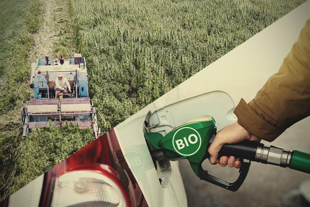 Biocarburante di Canapa: È la Risposta alla Crisi Ambientale?