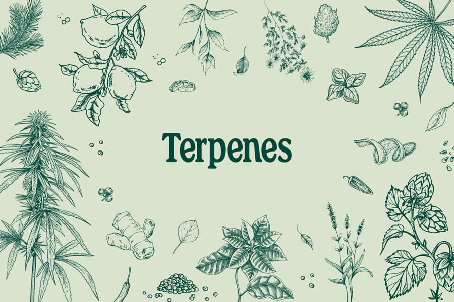 Terpeni: Come Funzionano e i Loro Effetti