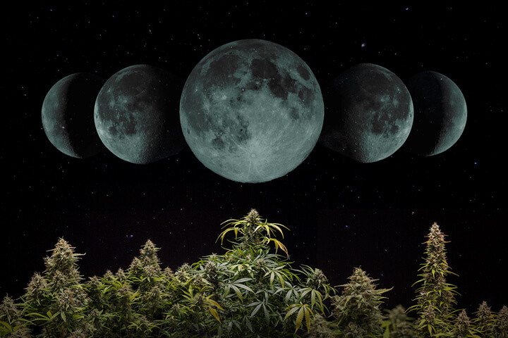 Come coltivare cannabis seguendo il ciclo lunare nel 2024