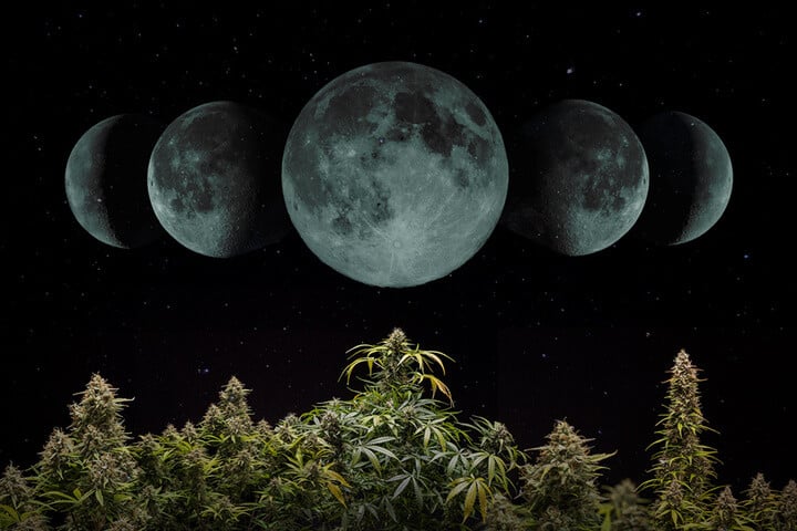 Come coltivare cannabis seguendo il ciclo lunare nel 2024