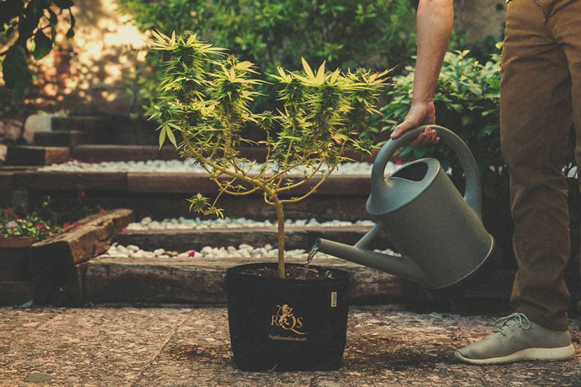 Come, quando e perché fare il « risciacquo » delle marihuana