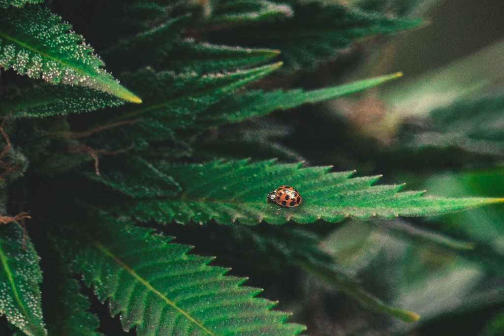 Coccinelle come soluzione naturale ai ragni rossi