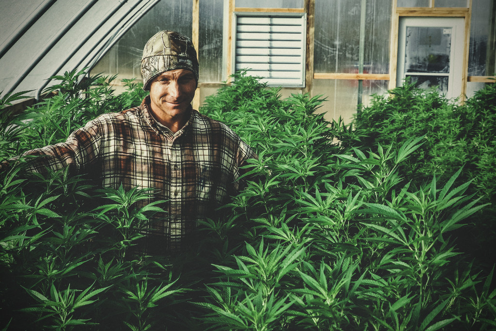 Come Coltivare la Cannabis in una Serra: La Guida