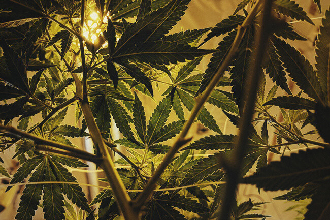 Il Piano d'Illuminazione Perfetto per la Cannabis Autofiorente