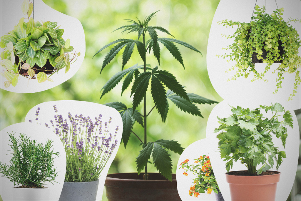 Consociazione di Piante nella Coltura della Cannabis: Ciò che c'è da Sapere