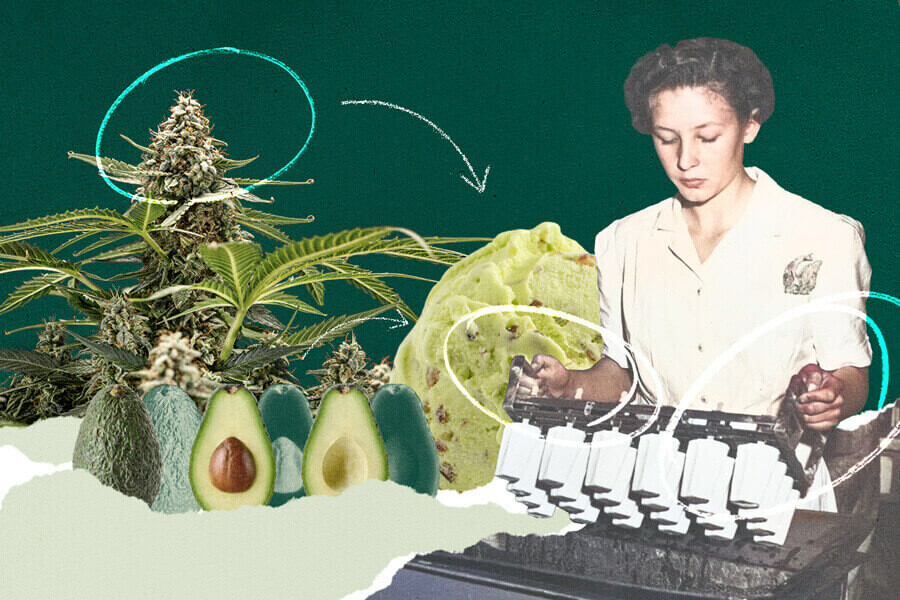 Ricetta: Gelato alla cannabis con avocado, menta e cioccolato