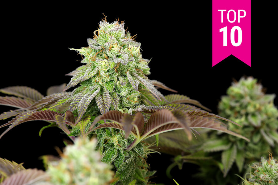 Le 10 Migliori Varietà di Cannabis Femminizzate del 2021