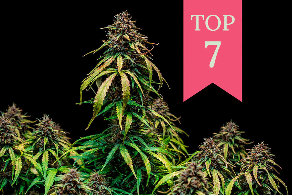 Le 7 varietà di cannabis più fruttate