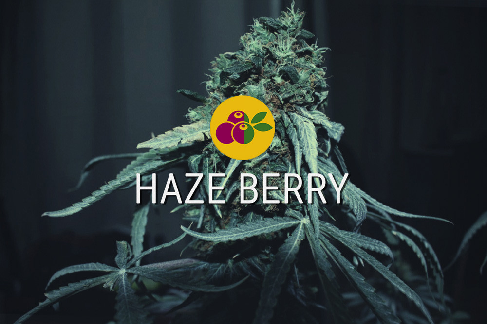 Haze Berry: Energia Sativa e Dolcezza Indica