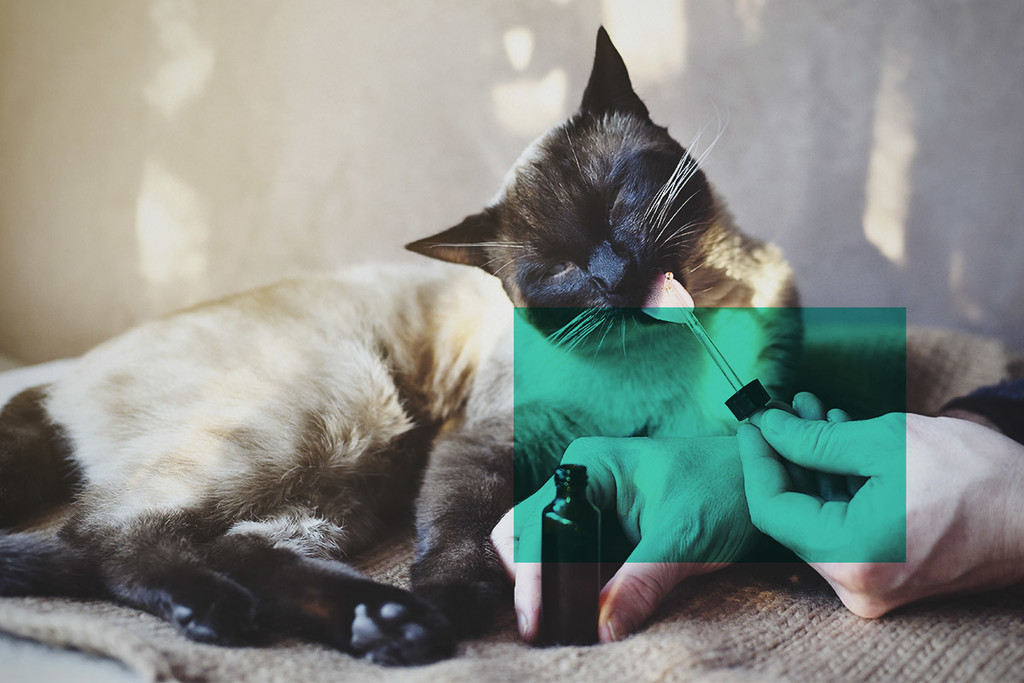 CBD Per Cani: La Marijuana Potrebbe Alleviare L'Ansia Durante I Fuochi D'Artificio