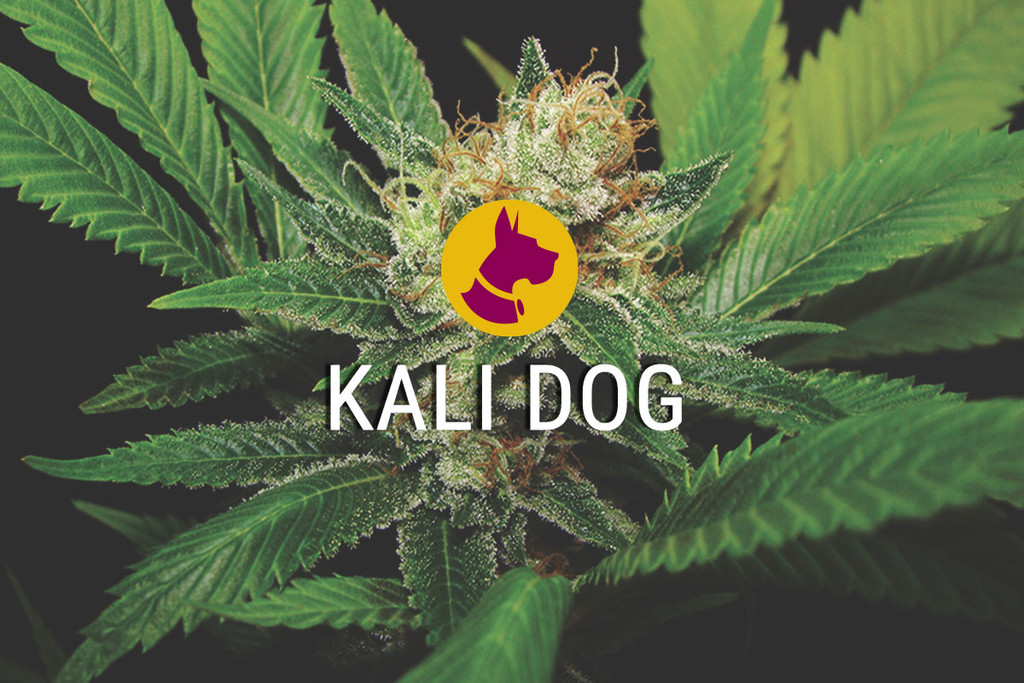 Kali Dog — Cannabis Audace, Forte e Favolosa
