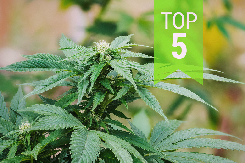 Le Migliori 5 Varietà Ruderalis Indica | 2026
