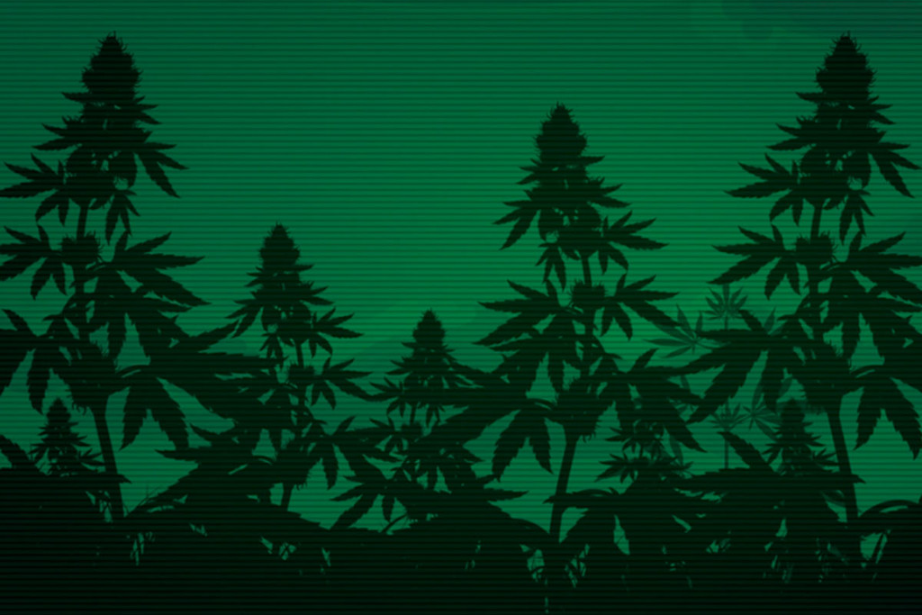 La Cannabis Può Migliorare La Visione Notturna?
