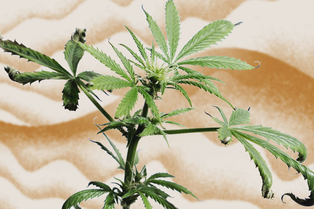 Come Proteggere le Piante di Cannabis dallo Stress da Calore