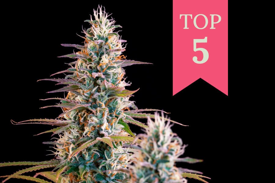 Le 5 migliori varietà di cannabis per Natale 2024