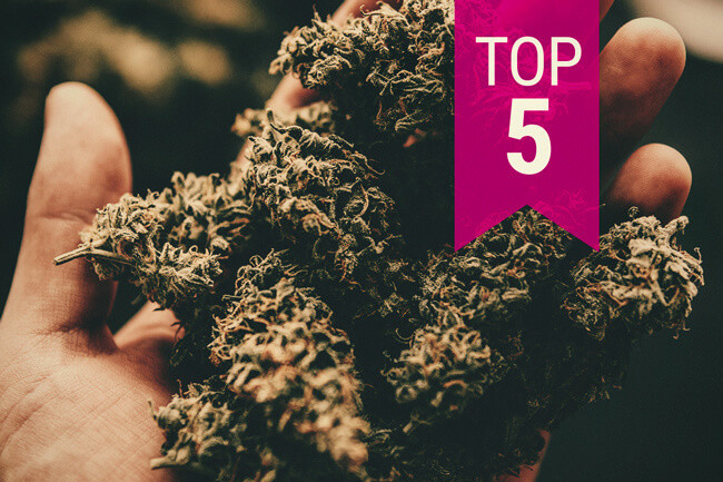Le 5 Varietà di Cannabis Più Potenti – Aggiornamento 2025
