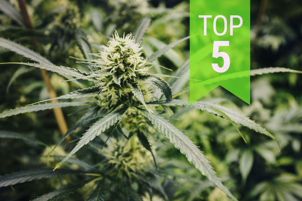 Top 5 Varietà di Cannabis Ruderalis Sativa: Aggiornamento 2020