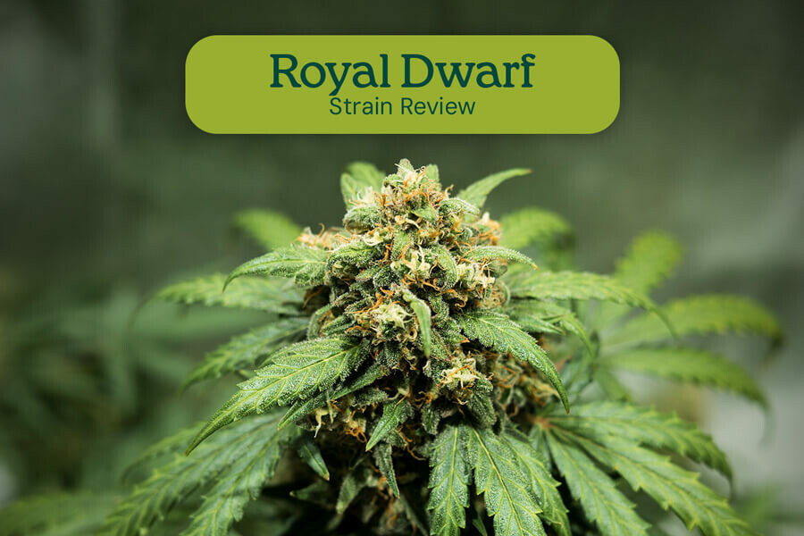 Recensione della varietà Royal Dwarf