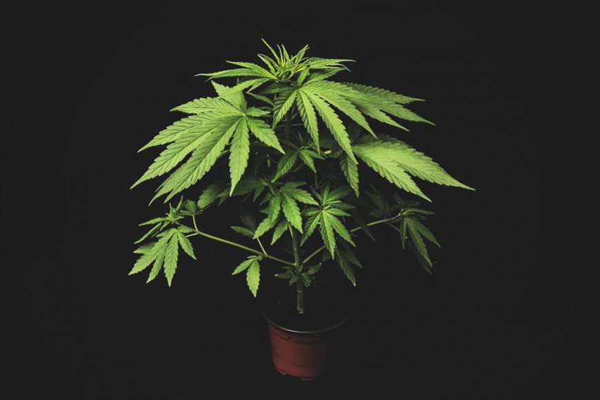 Micro-Coltivazione: Produrre Cannabis di Qualità in Spazi Piccoli