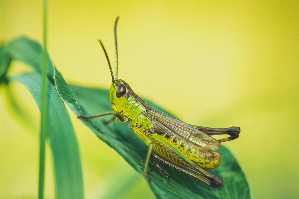 Come Identificare, Trattare e Proteggere la tua Cannabis dalle Cavallette