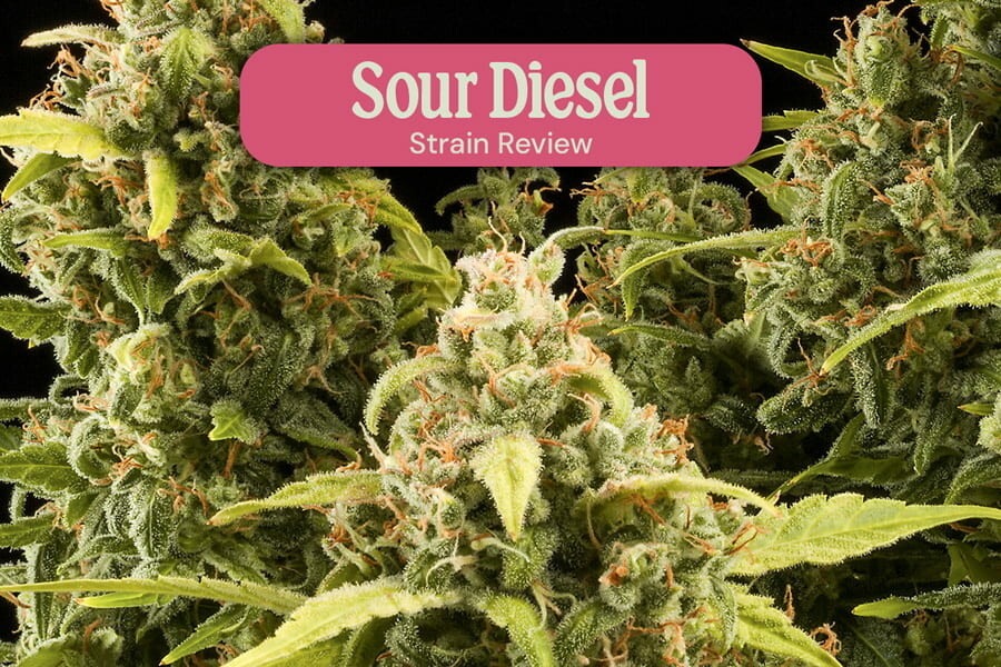 Ceppo di Cannabis Femminizzata Sour Diesel