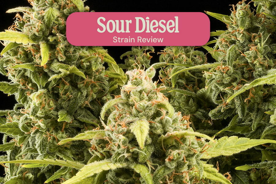 Recensione della varietà Sour Diesel