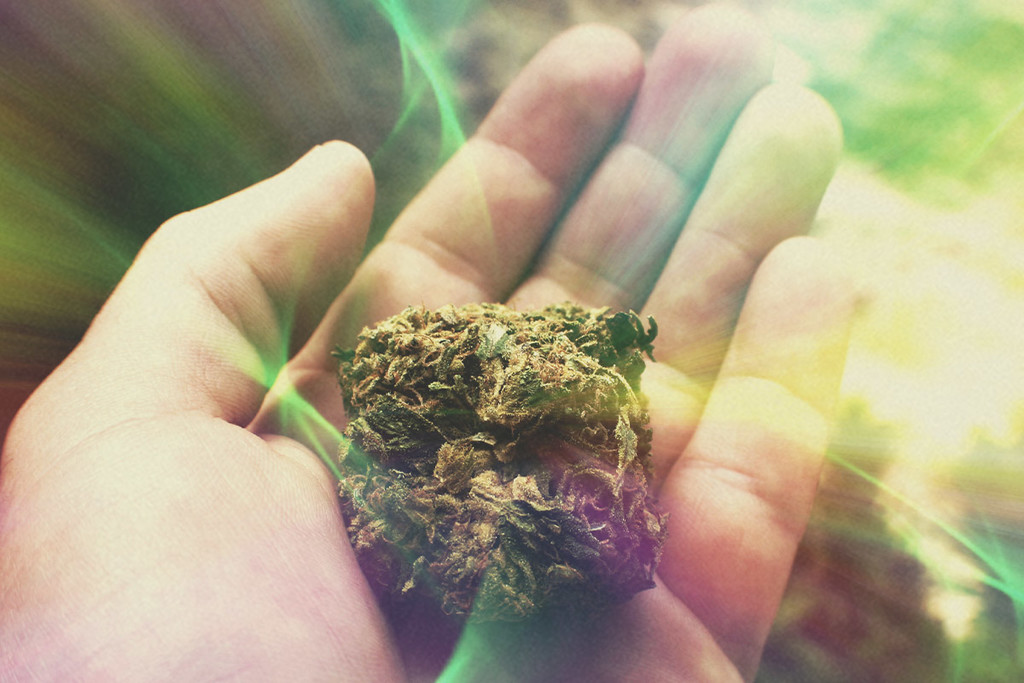 La marijuana di oggi è molto più potente rispetto al passato? - RQS Blog