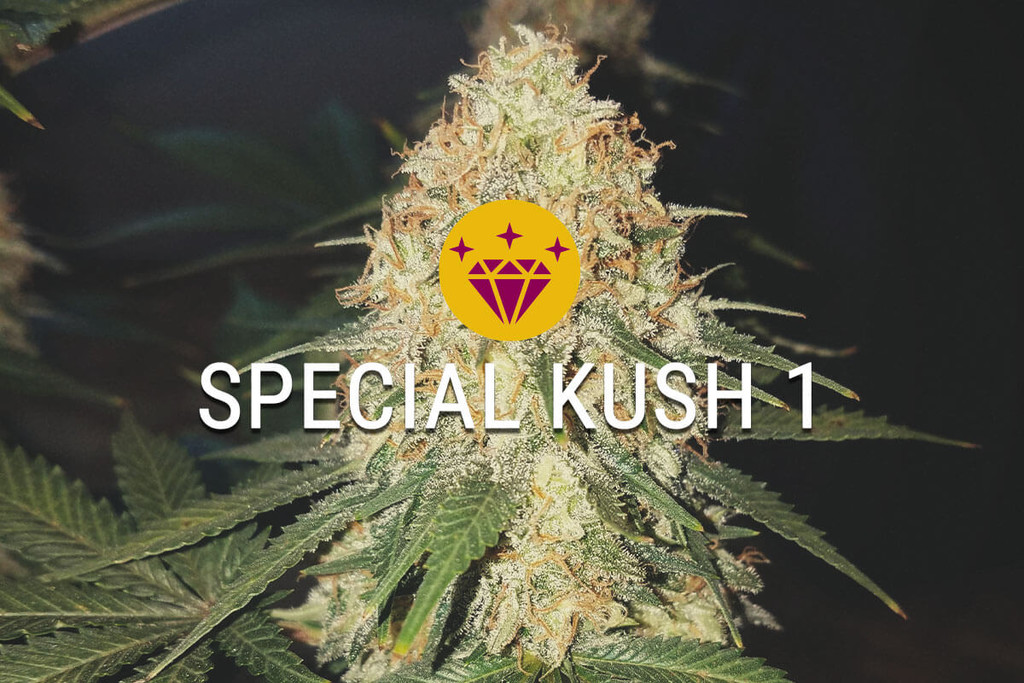 Special Kush 1: una Indica Speciale