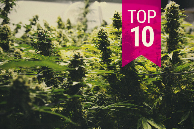 Top 10 delle Varietà di Cannabis Più Produttive (Aggiornato al 2020)