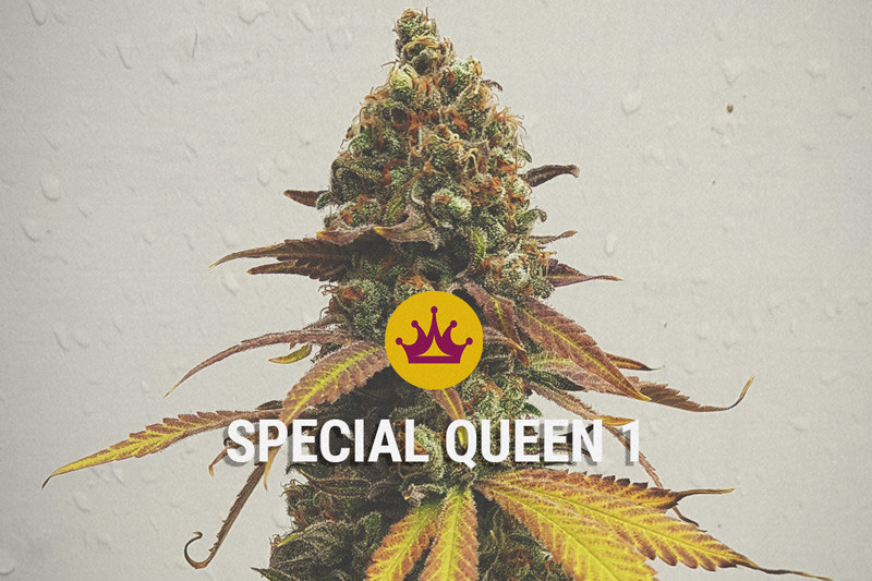 Special Queen - Un Potente e Bilanciato High