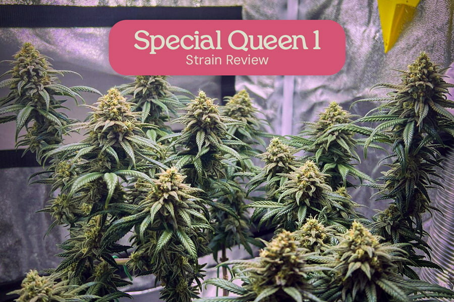 Recensione della varietà Special Queen 1