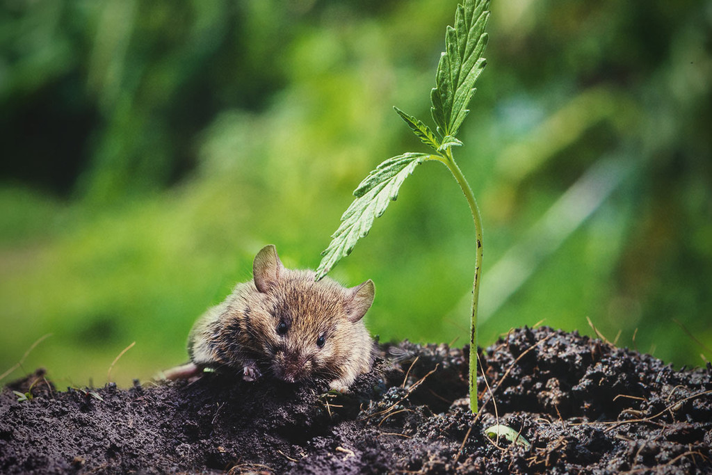 Come proteggere le piante di erba da topi e ratti