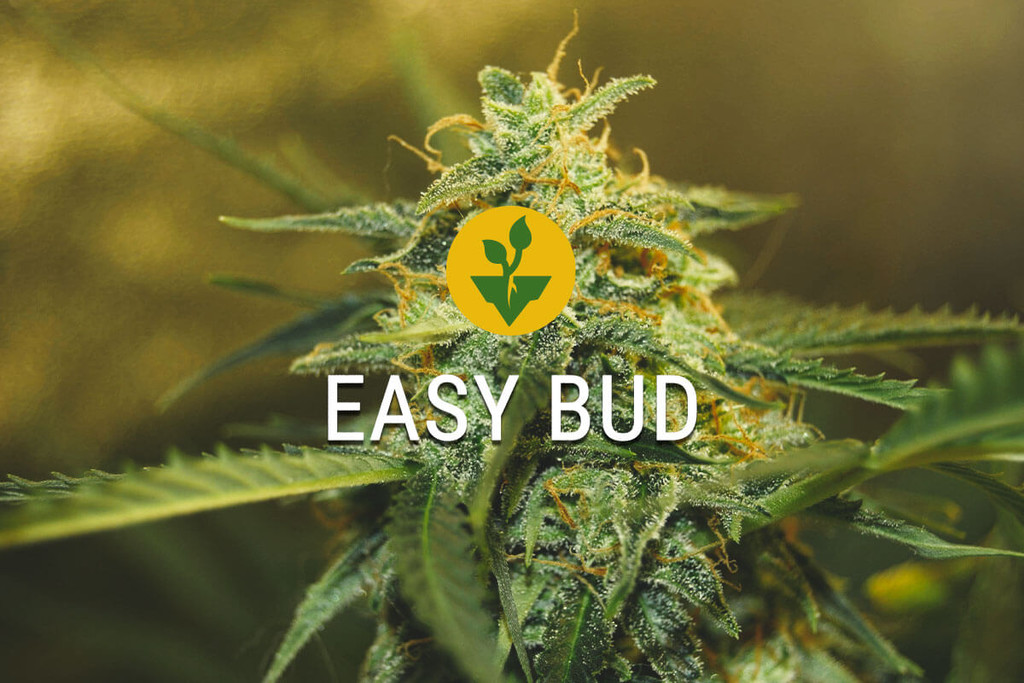 Easy Bud: Il Modo Più Semplice per Iniziare a Coltivare Cannabis
