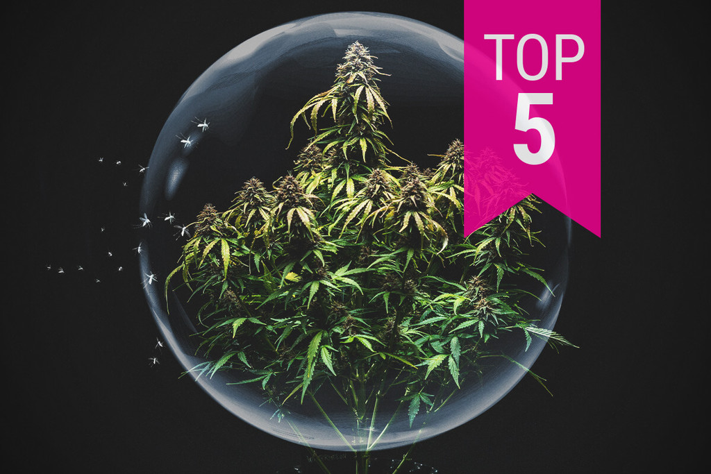 Le 5 varietà di cannabis più resistenti ai parassiti