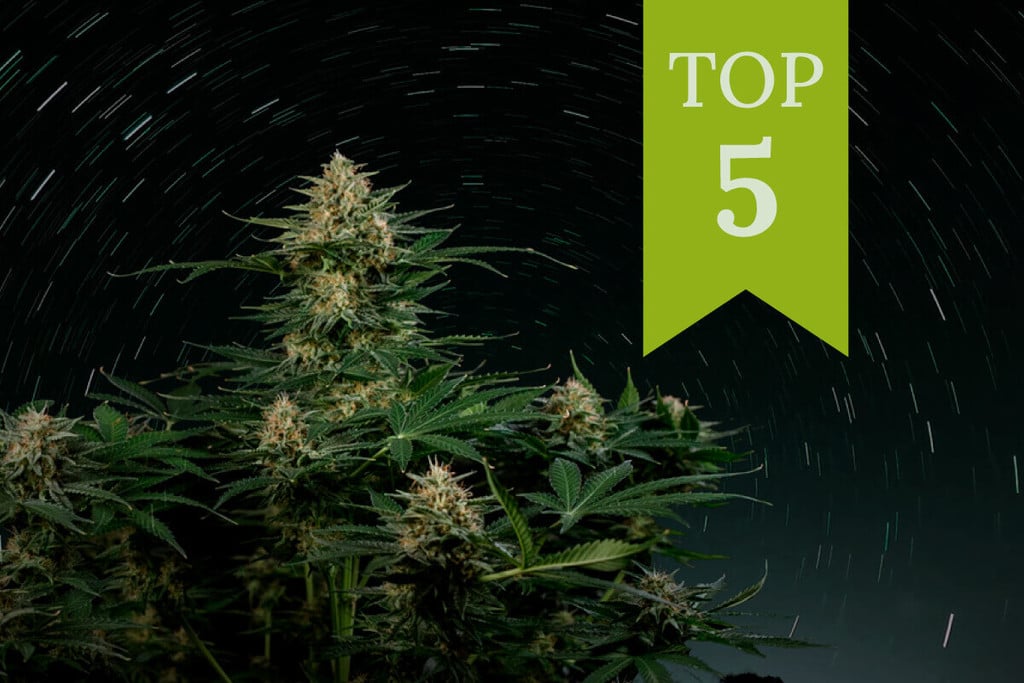 Le 5 varietà autofiorenti più ricche di THC del 2026