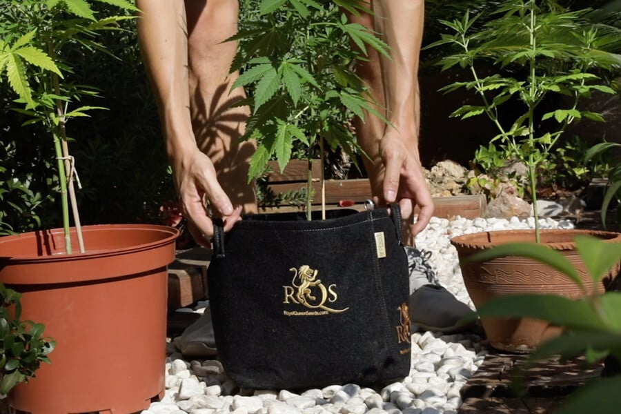 I migliori tipi di vasi per coltivare cannabis