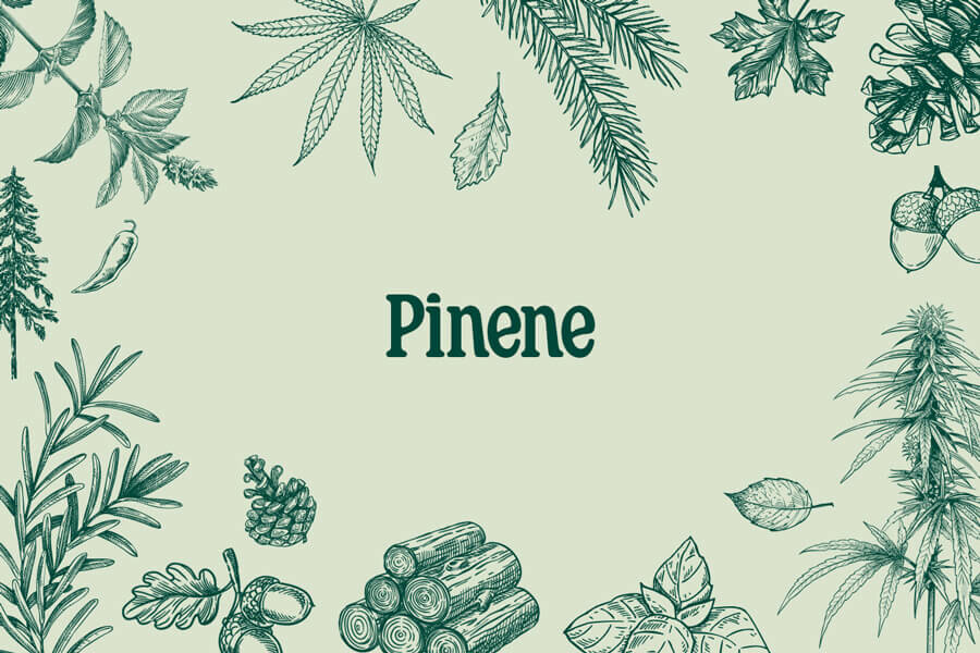 Pinene: Un terpene rinfrescante presente anche nella cannabis