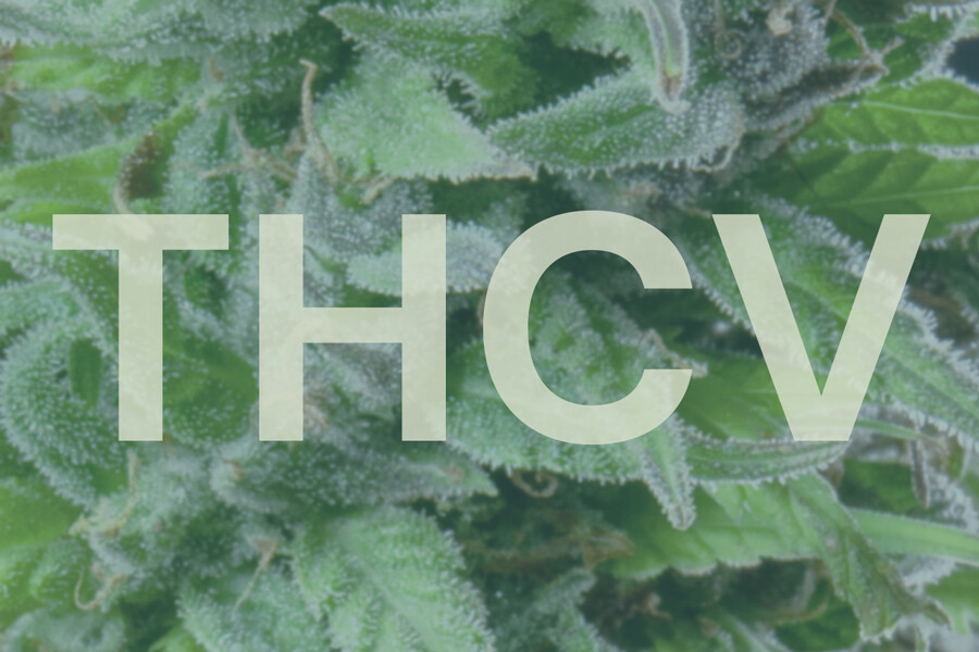Cos'è la THCV e in cosa si differenzia dal THC?