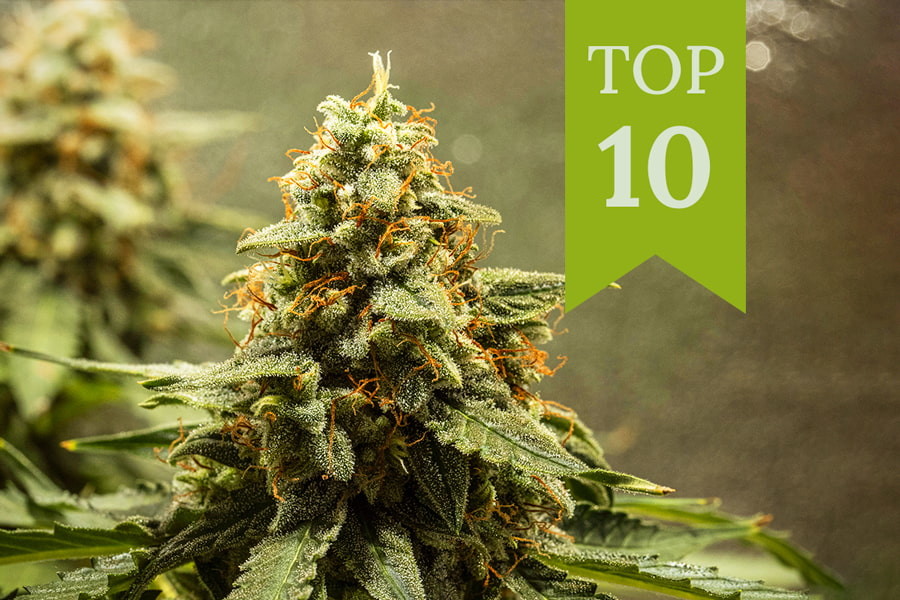 Le 10 migliori varietà di cannabis autofiorenti