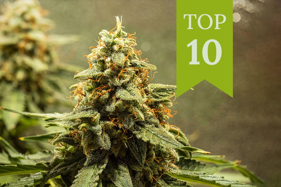 Le 10 migliori varietà di cannabis autofiorenti del 2025