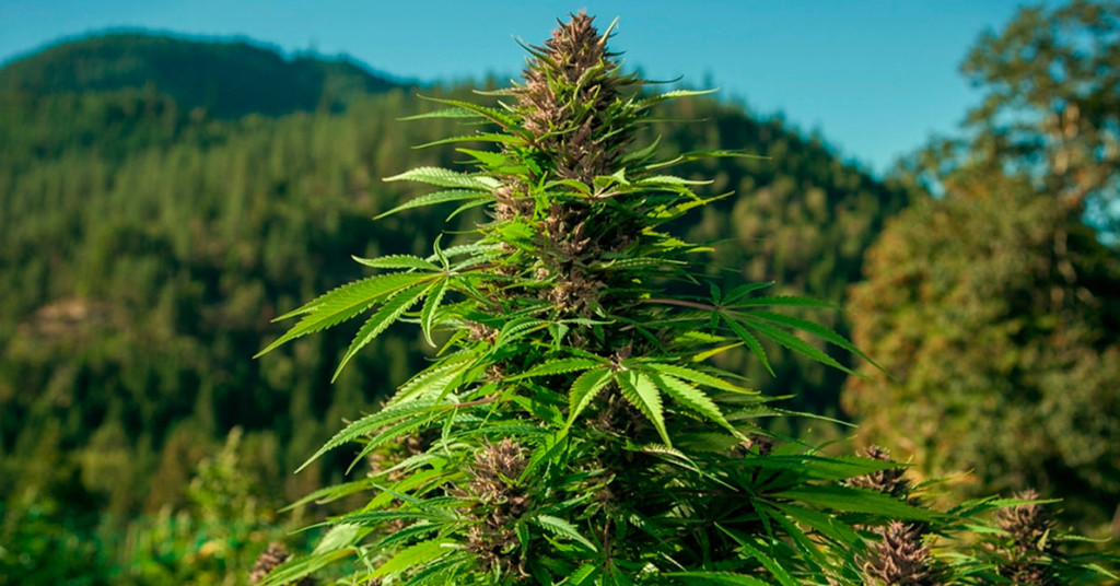 Cos'è la cannabis autoctona?